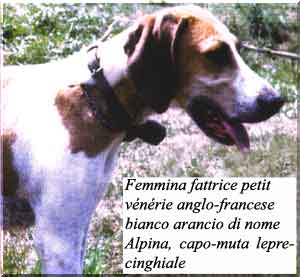 anglo-francese_alpina